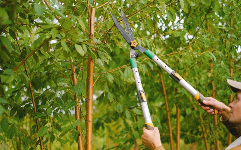 Tree trimming in Colorado City, CO
